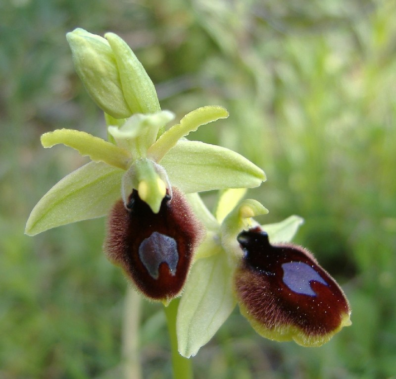 Ibridi: Ophrys tarentina x ......